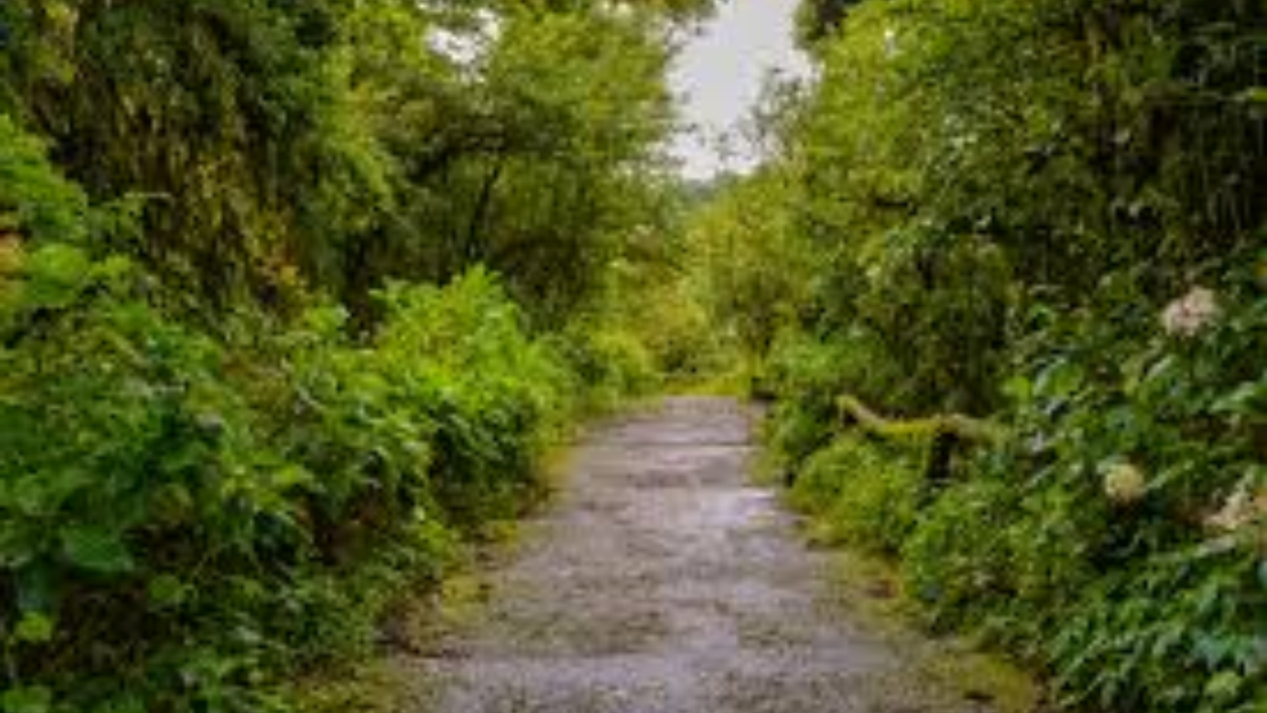 Transforming India’s Cities with Miyawaki Forests: A Complete Guide to Urban Green Revolution