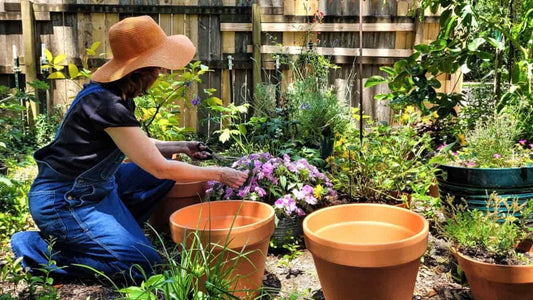 Green Thumb Guide: How to Choose the Perfect Plants for Your Indian Garden
