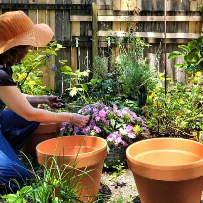 Green Thumb Guide: How to Choose the Perfect Plants for Your Indian Garden