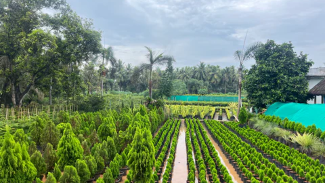 Wholesale Plant Nursery in Andhra Pradesh: A Growing Green Hub for Quality Plants
