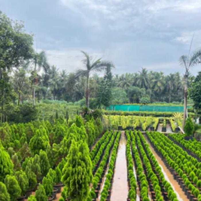 Wholesale Plant Nursery in Andhra Pradesh: A Growing Green Hub for Quality Plants