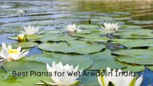 Best Plants for Wet Areas in India: A Complete Guide for Healthy Gardens