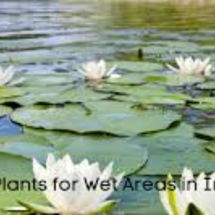 Best Plants for Wet Areas in India: A Complete Guide for Healthy Gardens