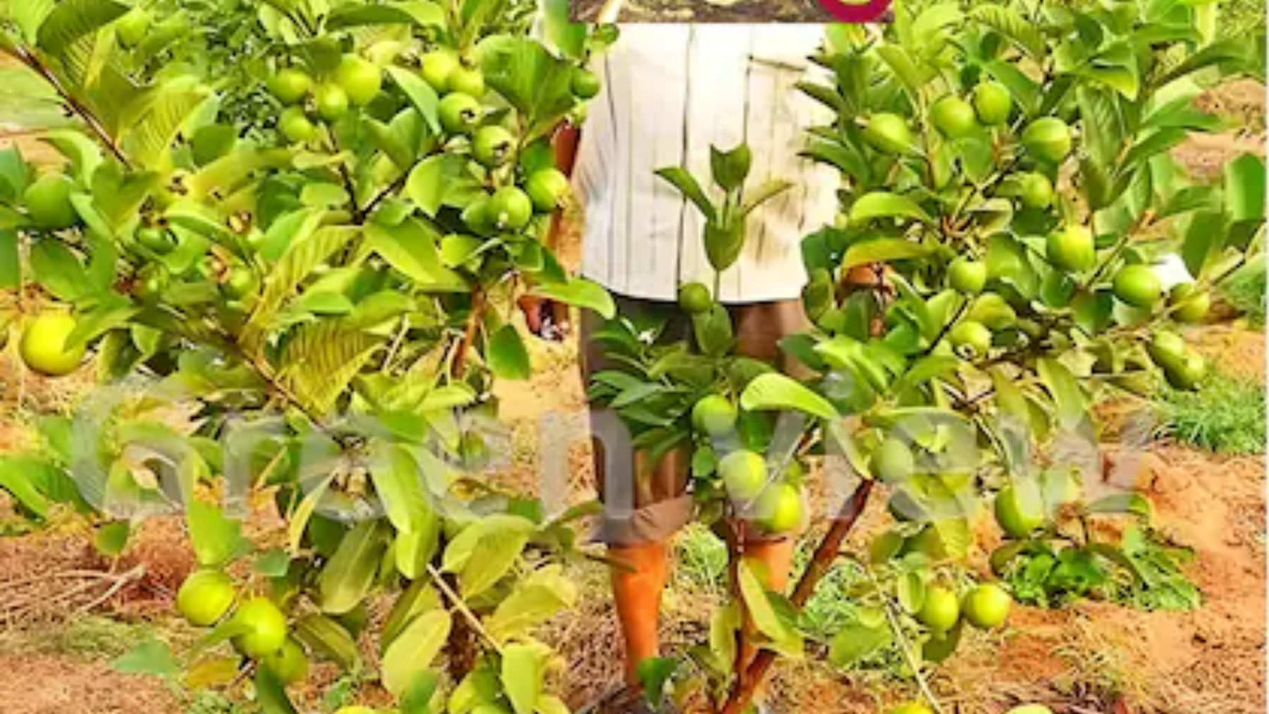 Buy Quality Guava Plants in India: Discover the Best Guava Plants at Saharanpur Nursery