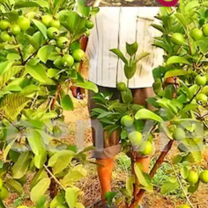Buy Quality Guava Plants in India: Discover the Best Guava Plants at Saharanpur Nursery