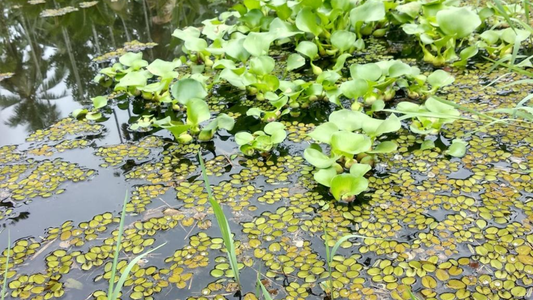 Top Floating Plants in India: Easy Guide to Beautiful Aquatic Plants for Home & Garden