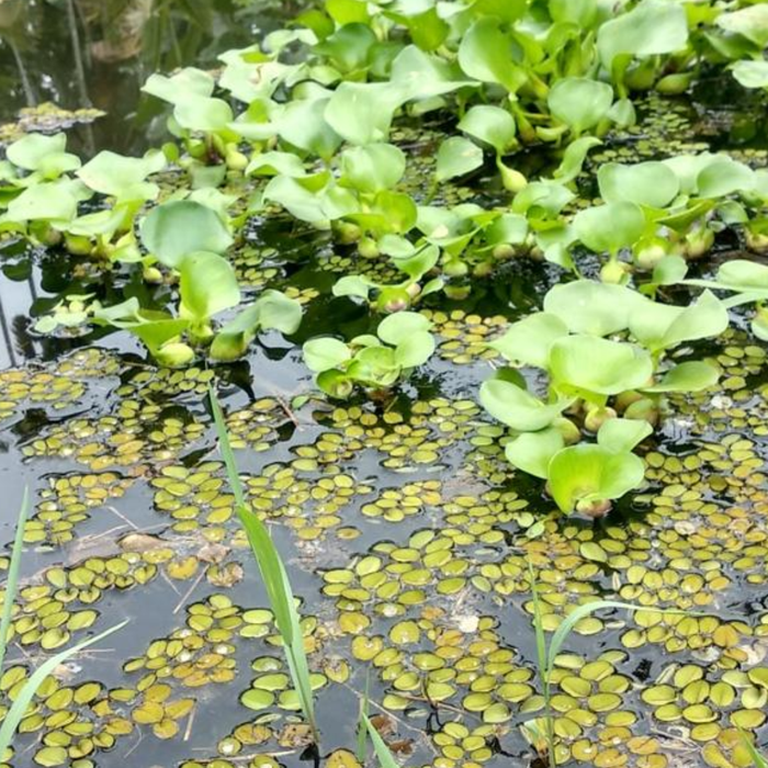 Top Floating Plants in India: Easy Guide to Beautiful Aquatic Plants for Home & Garden