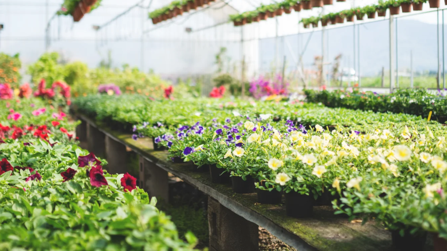 Saharanpur Nursery: India’s Best Plant Nursery for All Your Gardening Needs