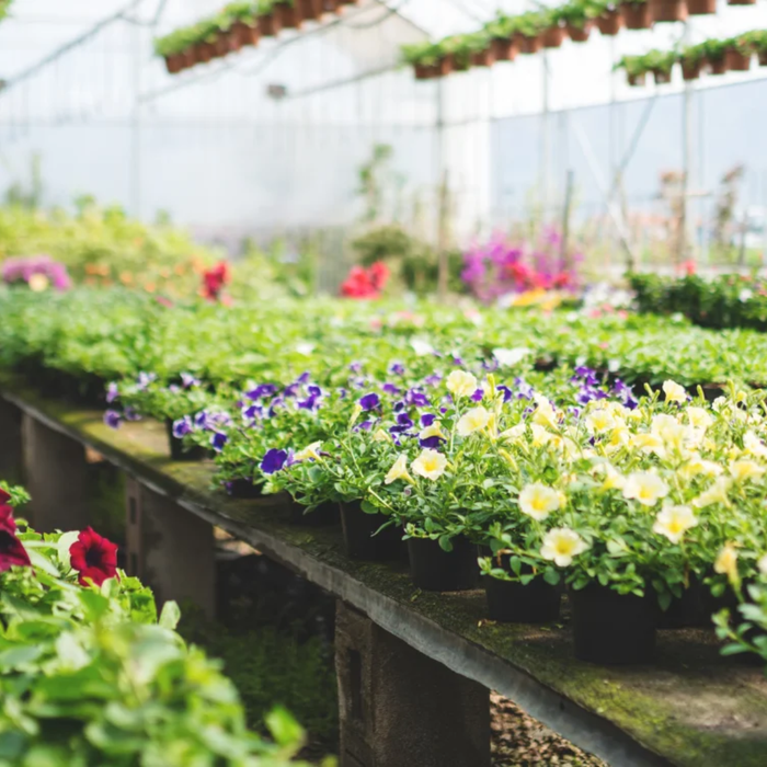 Discover the Green Magic of Saharanpur Nursery | Welcome to Bagwani Nursery