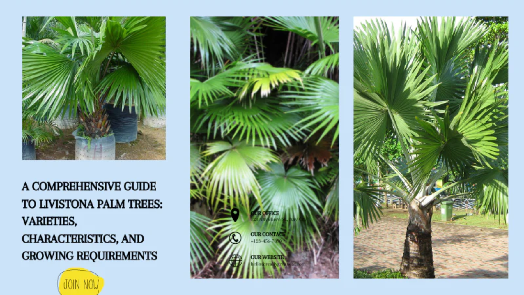 Livistona Palm Tree in India: Easy Guide for Growing Beautiful Fan Palm Plants