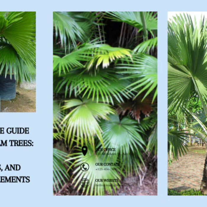 Livistona Palm Tree in India: Easy Guide for Growing Beautiful Fan Palm Plants