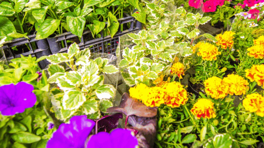 Seasonal Flower Planting Calendar India 2026: Easy Guide for Growing Flowers All Year