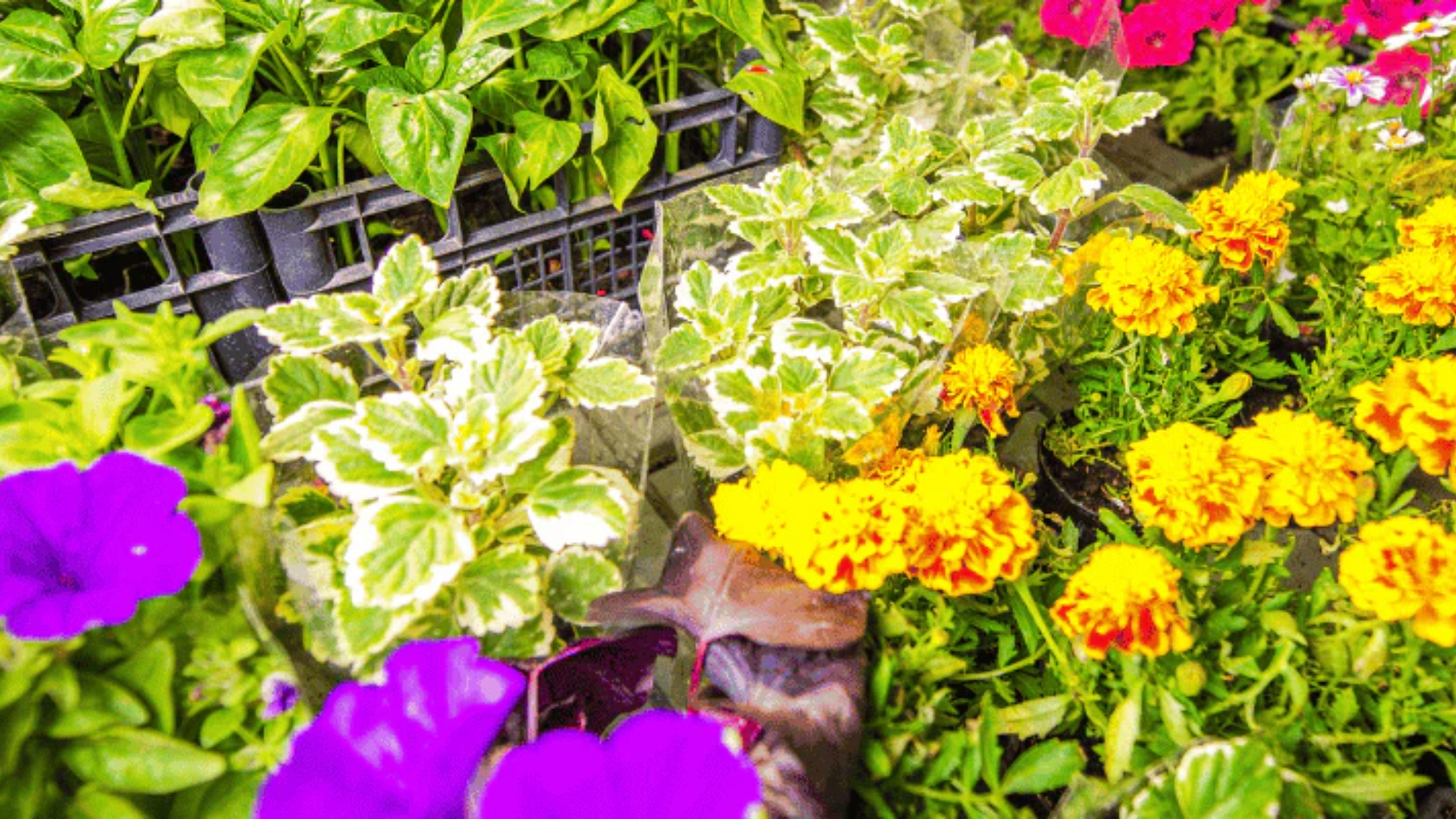 Seasonal Flower Planting Calendar India 2026: Easy Guide for Growing Flowers All Year