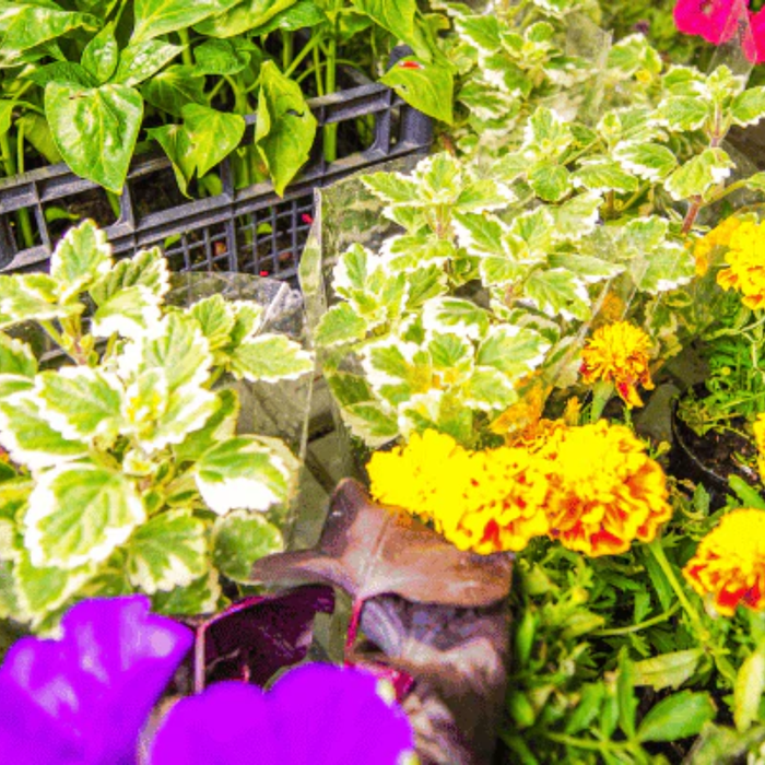 Seasonal Flower Planting Calendar India 2026: Easy Guide for Growing Flowers All Year