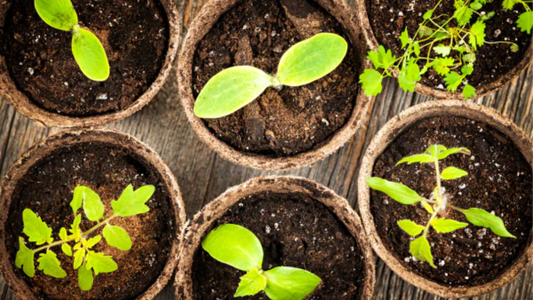 Fast Growing Plants in India: 30 Best Quick Growing Plants for Home Garden