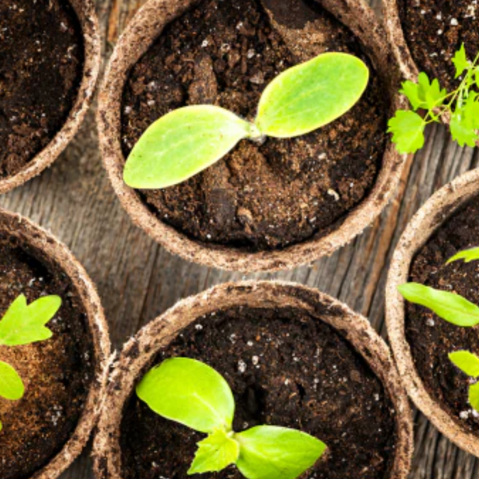Fast Growing Plants in India: 30 Best Quick Growing Plants for Home Garden
