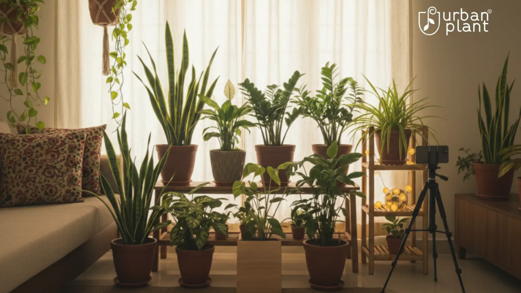 Secret Nursery Hacks: How Professionals Grow Plants Faster in India