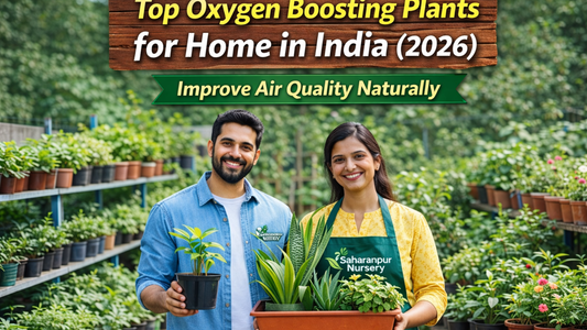 Top Oxygen Boosting Plants for Indian Homes (2026) – Create a Fresh &amp; Healthy Living Space Naturally