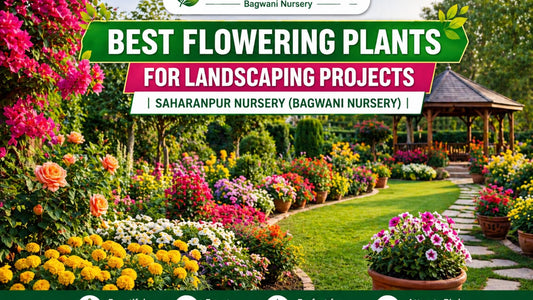 Best Flowering Plants for Landscaping Projects | Saharanpur Nursery (Bagwani Nursery Guide 2026)