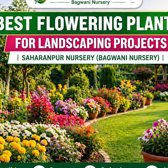 Best Flowering Plants for Landscaping Projects | Saharanpur Nursery (Bagwani Nursery Guide 2026)