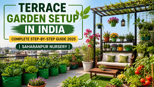 Terrace Garden Setup in India – Complete Step-by-Step Guide 2025 | Saharanpur Nursery