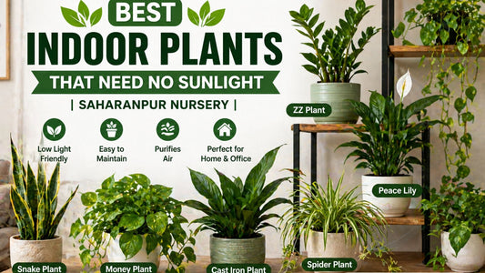 Best Indoor Plants That Need No Sunlight | Saharanpur Nursery (2026 Guide)