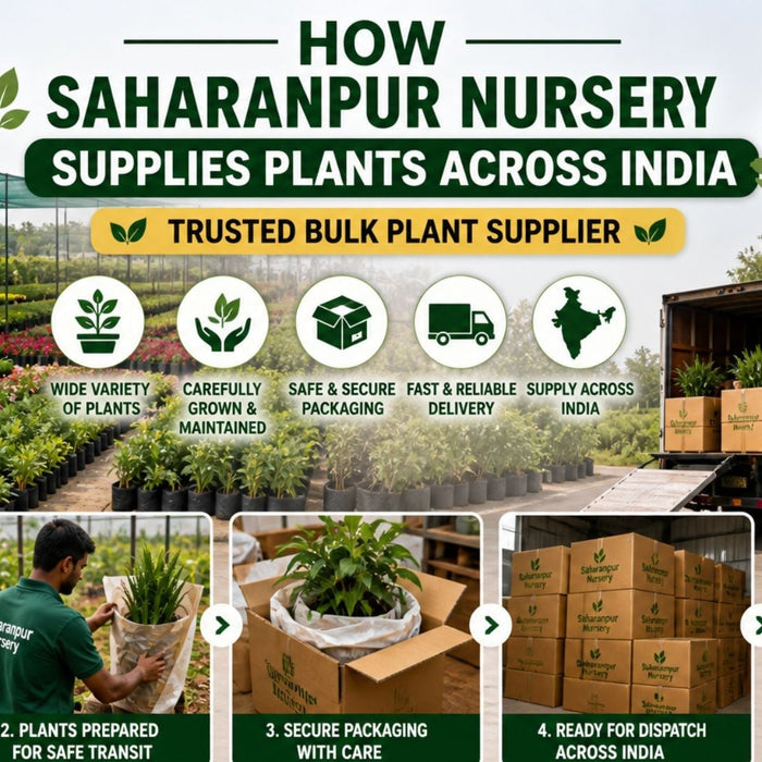 How Saharanpur Nursery Supplies Plants Across India | Trusted Bulk Plant Supplier (2026 Guide)