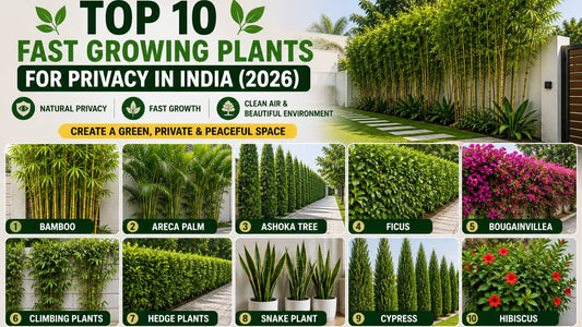 Top 10 Fast Growing Plants for Privacy in India (2026 Guide)