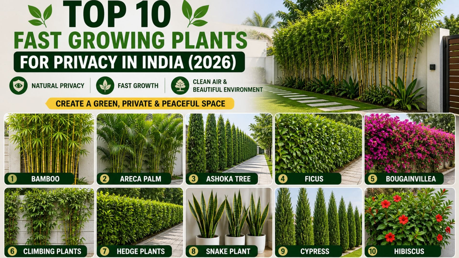 Top 10 Fast Growing Plants for Privacy in India (2026 Guide)