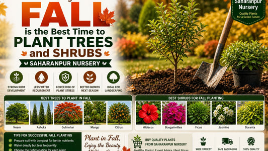 Why Fall is the Best Time to Plant Trees and Shrubs | Saharanpur Nursery (2026 Guide)