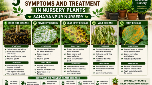 5 Common Plant Diseases: Symptoms and Treatment in Nursery Plants | Saharanpur Nursery (2026 Guide)