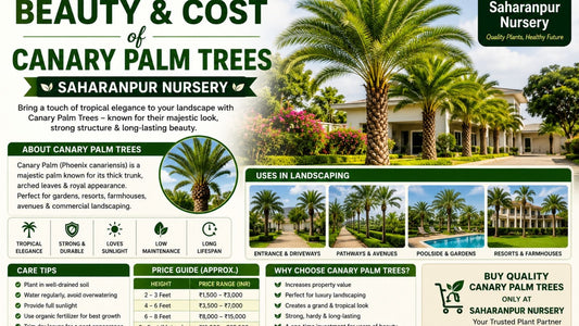 Unlocking the Beauty and Cost of Canary Palm Trees | Saharanpur Nursery (2026 Guide)
