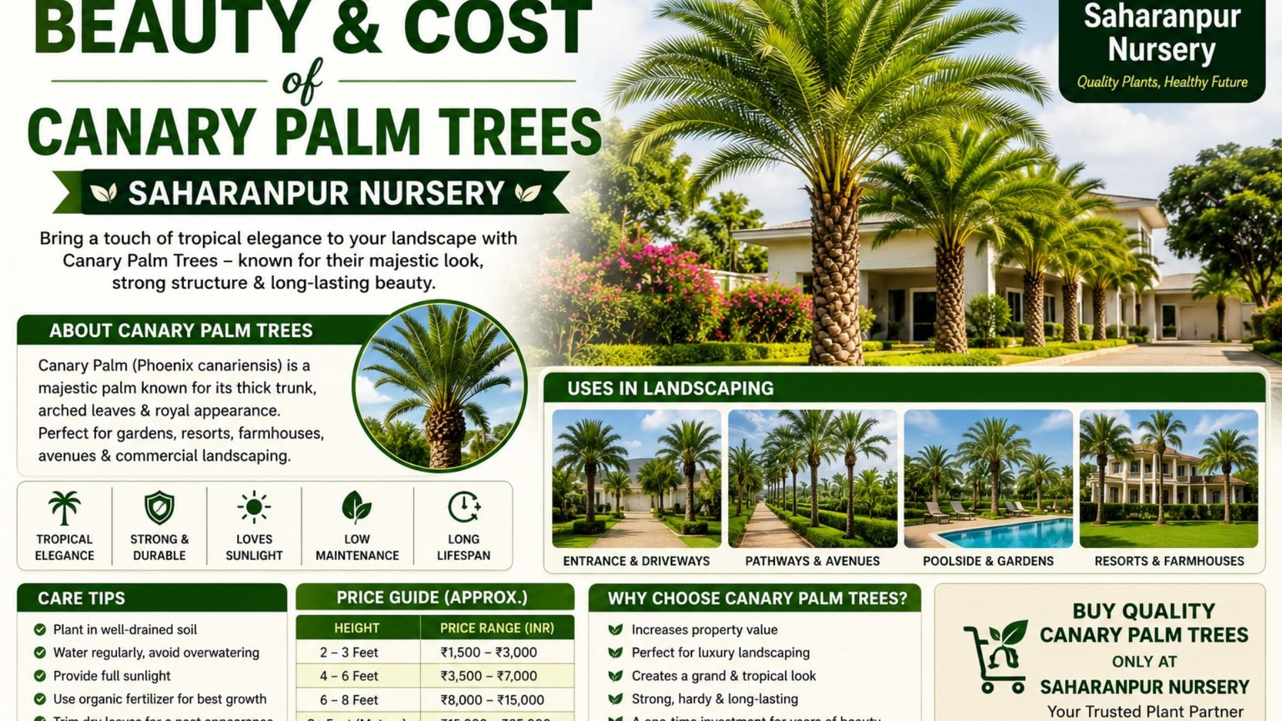 Unlocking the Beauty and Cost of Canary Palm Trees | Saharanpur Nursery (2026 Guide)