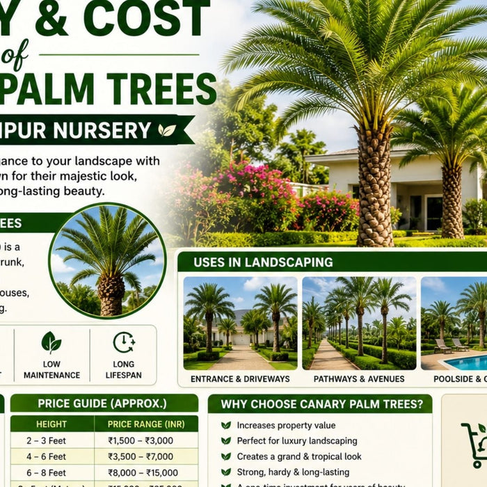 Unlocking the Beauty and Cost of Canary Palm Trees | Saharanpur Nursery (2026 Guide)