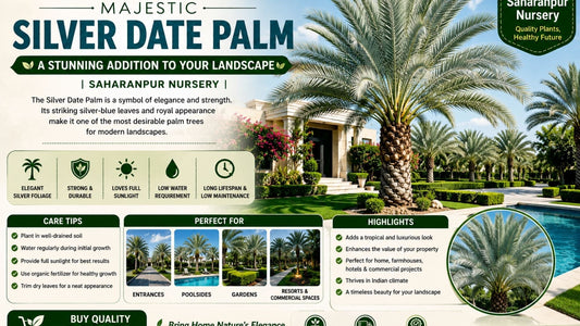 Discover the Majestic Silver Date Palm: A Stunning Addition to Your Landscape | Saharanpur Nursery (2026 Guide)
