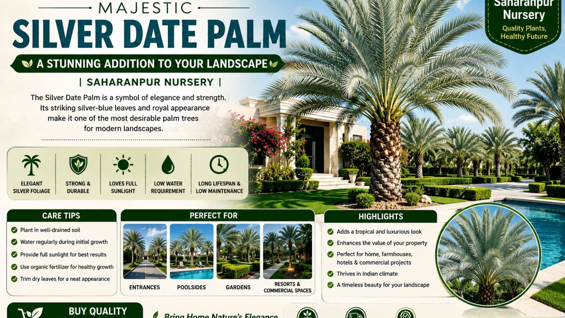 Discover the Majestic Silver Date Palm: A Stunning Addition to Your Landscape | Saharanpur Nursery (2026 Guide)