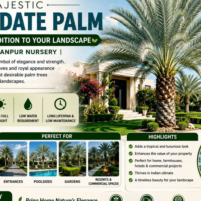 Discover the Majestic Silver Date Palm: A Stunning Addition to Your Landscape | Saharanpur Nursery (2026 Guide)
