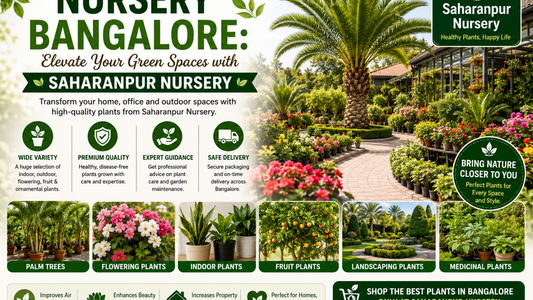 Nursery Bangalore: Elevate Your Green Spaces with Saharanpur Nursery (2026 Guide)