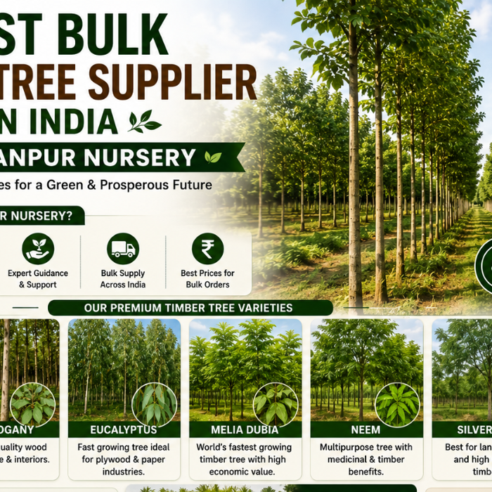 Best Bulk Timber Tree Supplier in India | Saharanpur Nursery (2026 Guide)