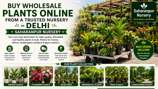 Buy Wholesale Plants Online from a Trusted Nursery in Delhi | Saharanpur Nursery (2026 Guide)