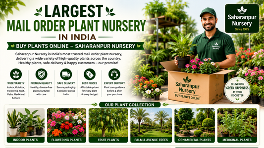 Largest Mail Order Plant Nursery in India | Buy Plants Online – Saharanpur Nursery (2026 Guide)