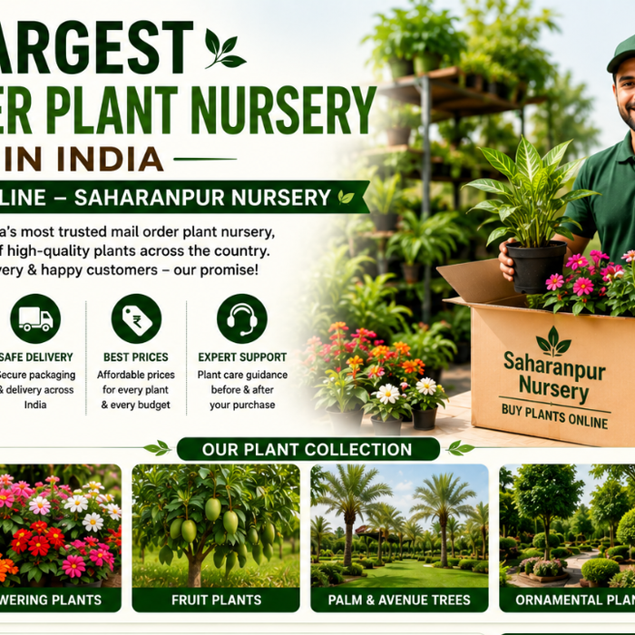 Largest Mail Order Plant Nursery in India | Buy Plants Online – Saharanpur Nursery (2026 Guide)