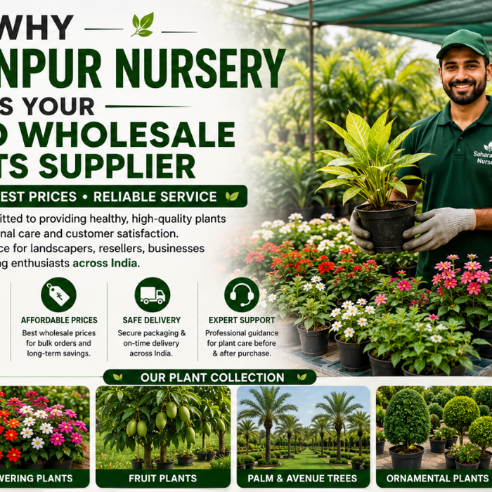 Why Saharanpur Nursery Is Your Trusted Wholesale Plants Supplier (2026 Guide)