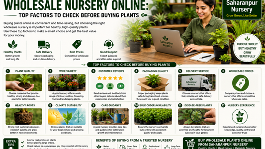 How to Find the Best Wholesale Nursery Online: Top Factors to Check Before Buying Plants (2026 Guide)