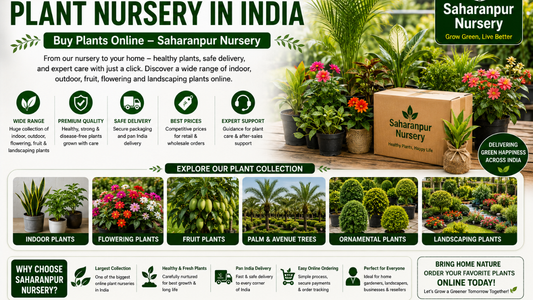 Largest Mail Order Plant Nursery in India | Buy Plants Online – Saharanpur Nursery (2026 Guide)