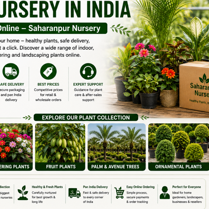 Largest Mail Order Plant Nursery in India | Buy Plants Online – Saharanpur Nursery (2026 Guide)