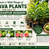 Discover a Wide Range of Guava Plants for Sale at Saharanpur Nursery | Best Guava Plants Online (2026 Guide)