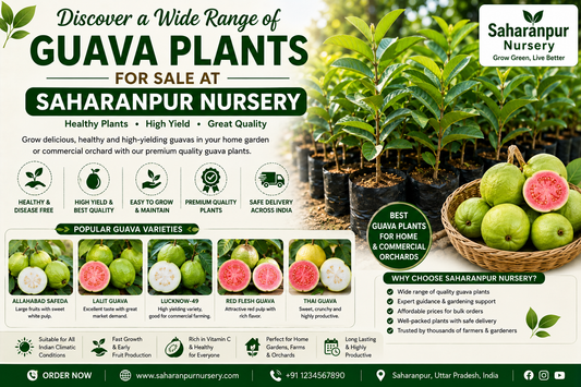 Discover a Wide Range of Guava Plants for Sale at Saharanpur Nursery | Best Guava Plants Online (2026 Guide)