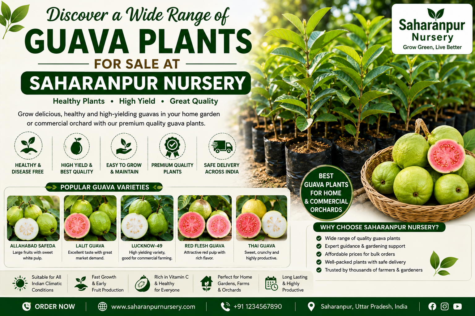 Discover a Wide Range of Guava Plants for Sale at Saharanpur Nursery | Best Guava Plants Online (2026 Guide)