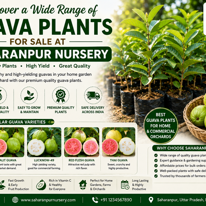 Discover a Wide Range of Guava Plants for Sale at Saharanpur Nursery | Best Guava Plants Online (2026 Guide)
